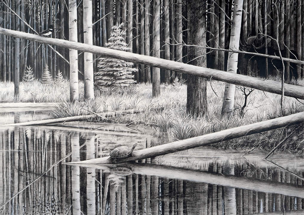 Turtle Pond