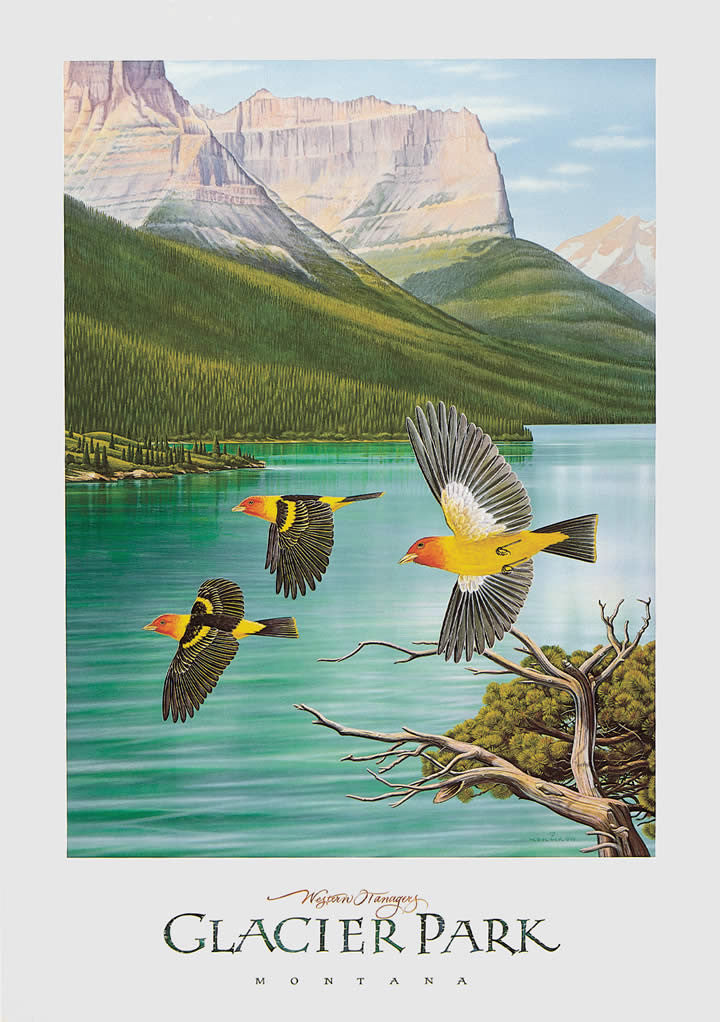 Western Tanagers - Signed