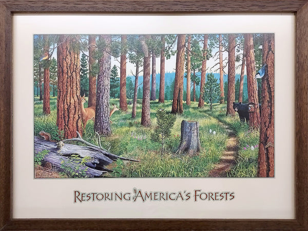 Framed Restoring America's Forests - Small