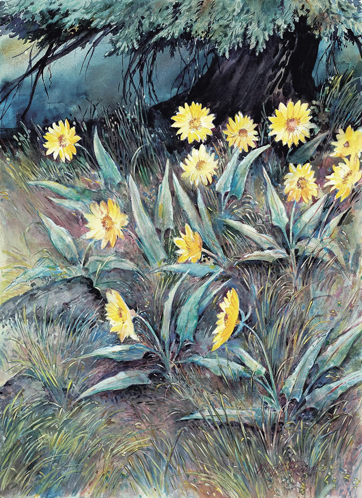 Arrowleaf and Balsamroot