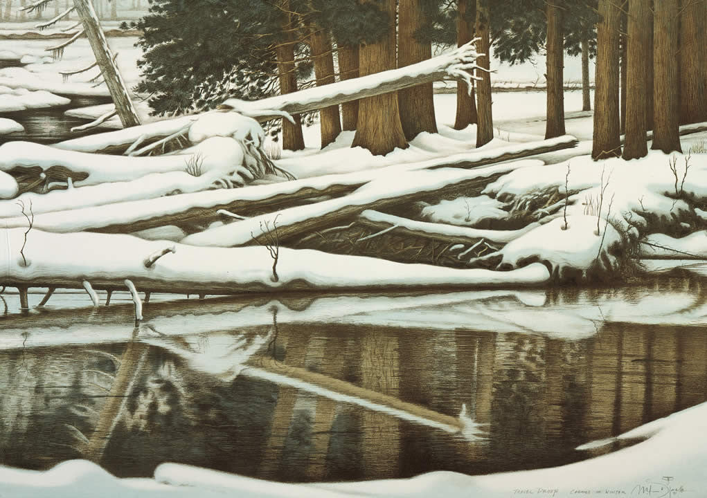 Cedars in Winter - AP