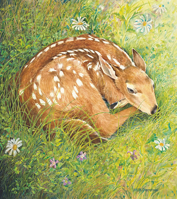 Fawn - Note card