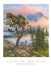 Light in the Wild - AP