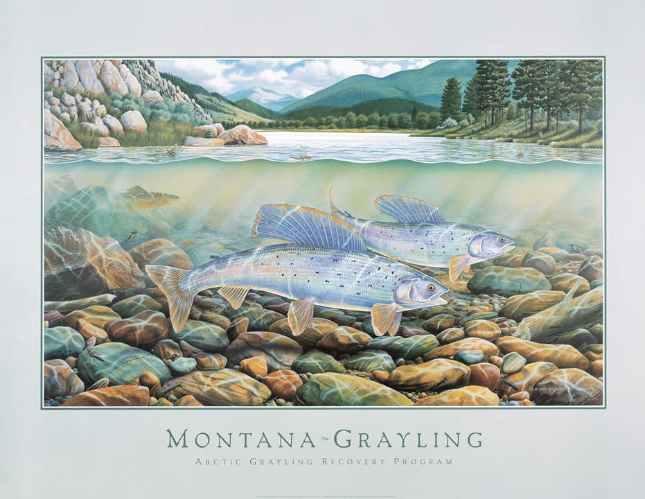 Montana Grayling - Note card