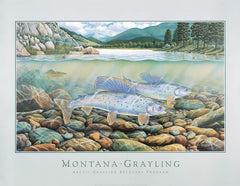 Montana Grayling