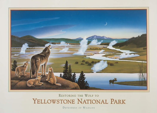 Yellowstone Wolves