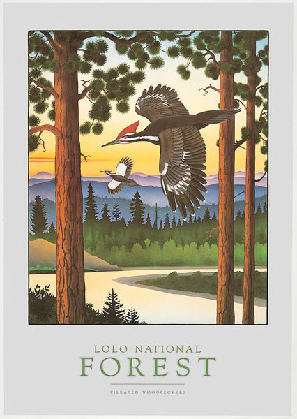 Lolo National Forest- Notecard