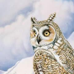 Long Eared Owl - Note card